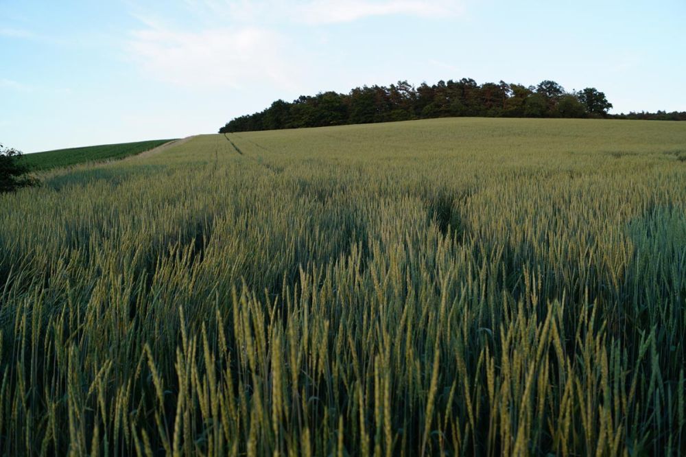 Grünkern Blüte Mitte Juni