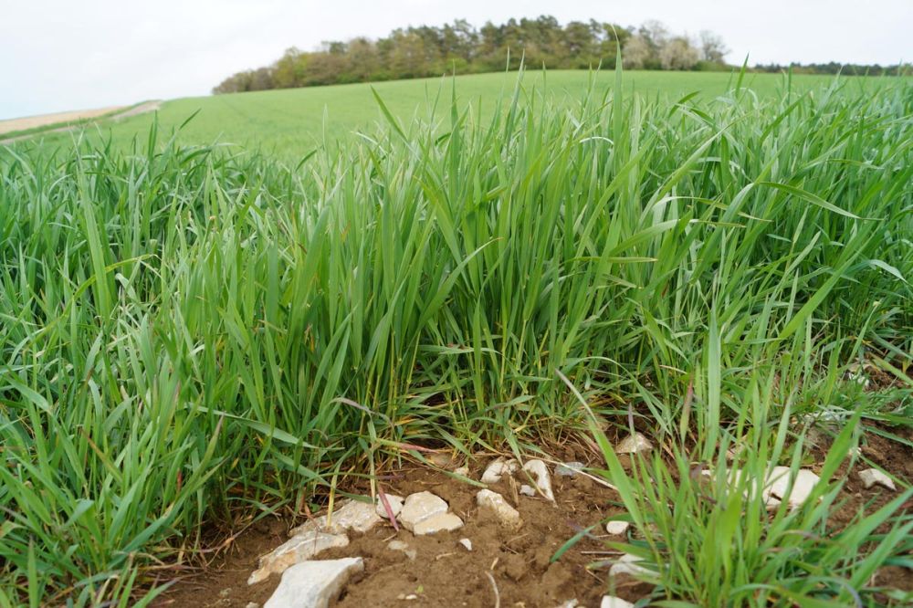 Mai: Dann wächst der "Bauländer Spelz"