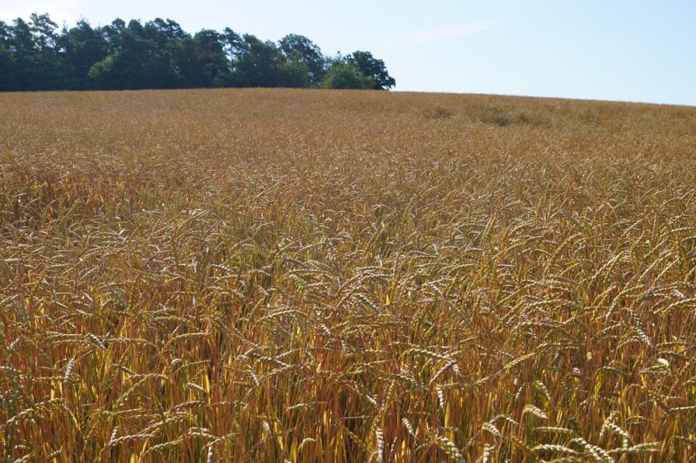 Grünkern kurz vor der Ernte im Juli