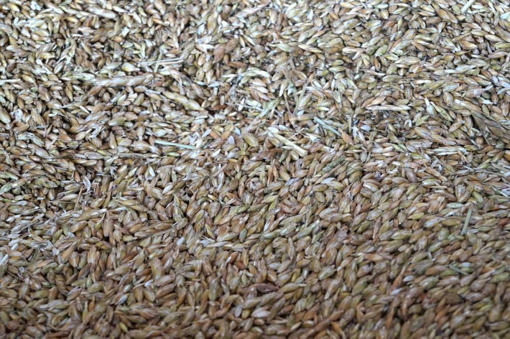 Grünkern nach dem Darren