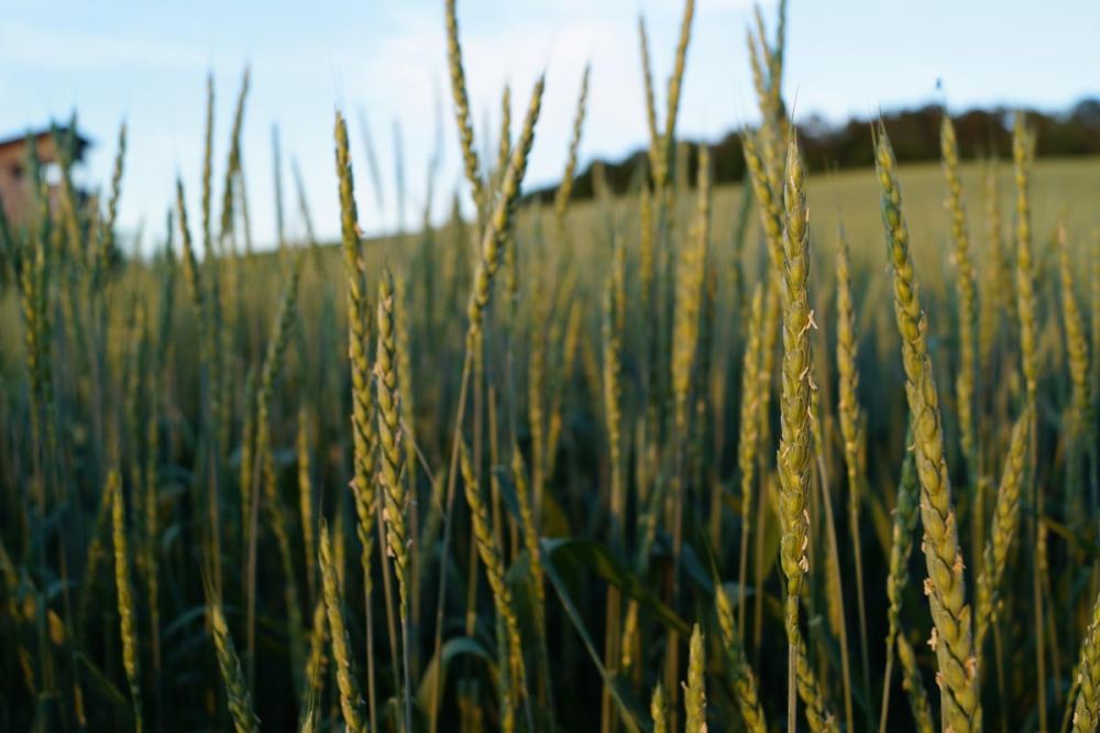 Grünkern Blüte Mitte Juni