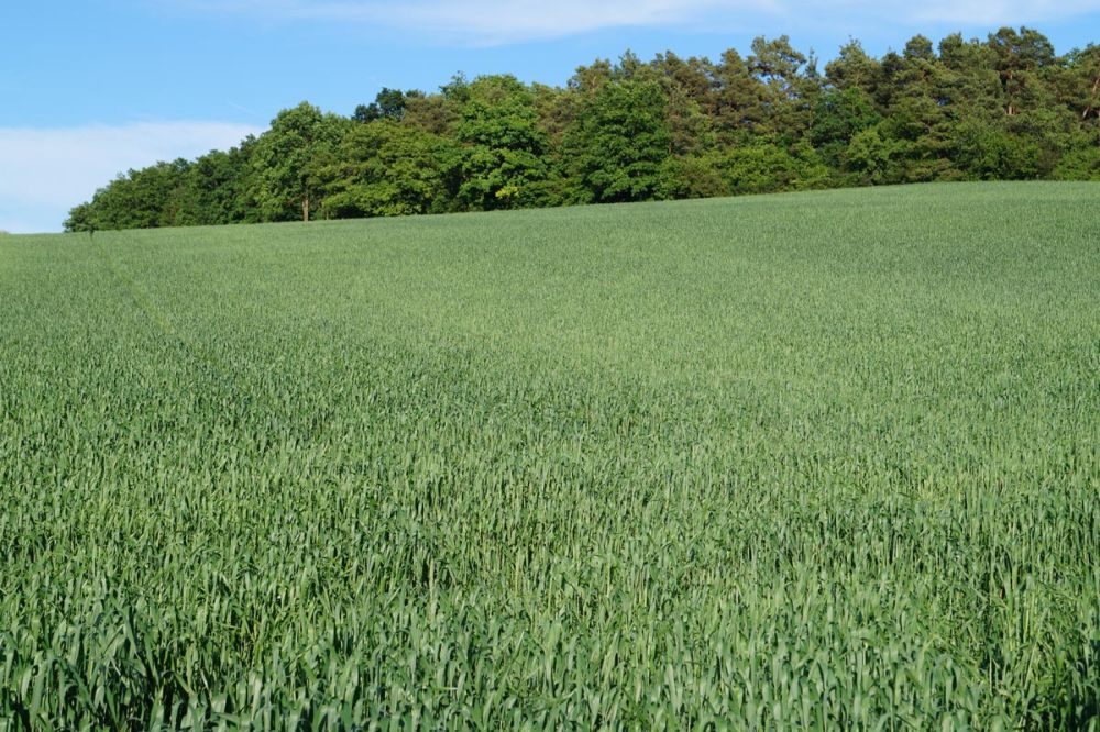 Das Ährenschieben des Dinkel beginnt (Ende Mai/Anfang Juni)