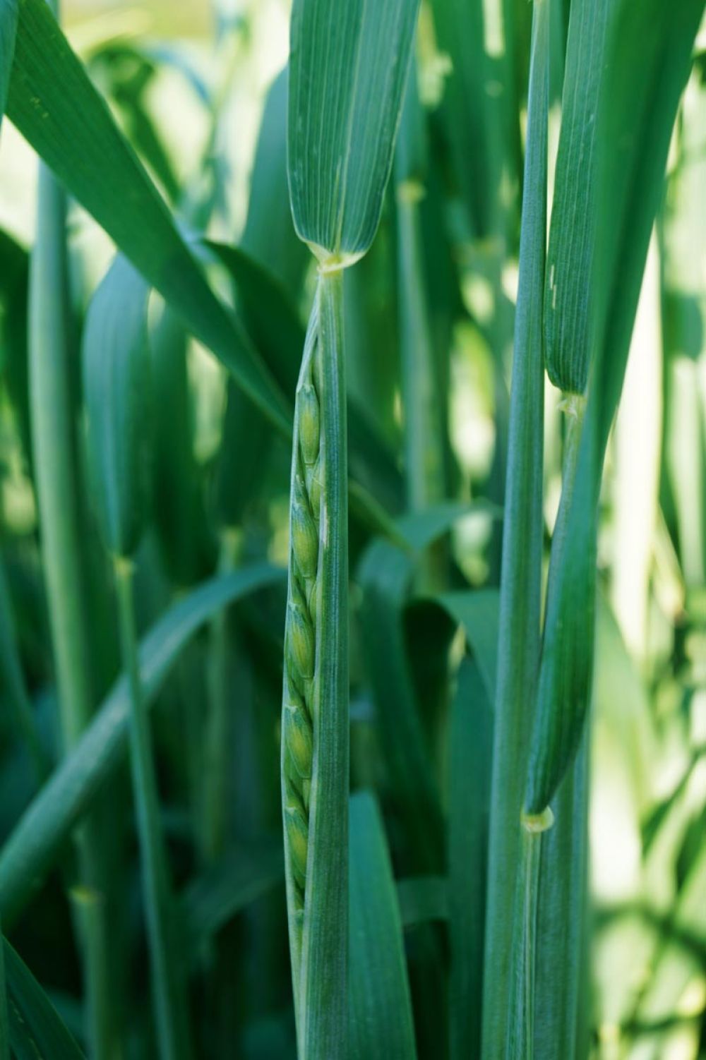 Das Ährenschieben des Dinkel beginnt (Ende Mai/Anfang Juni)