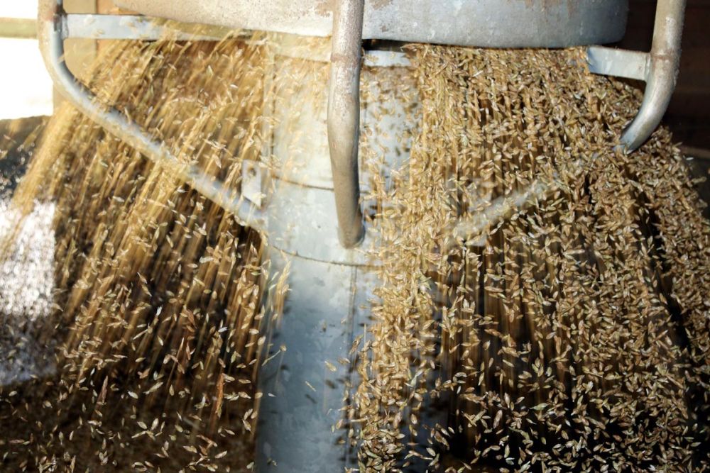 Das Darren (mit Buchenholz)