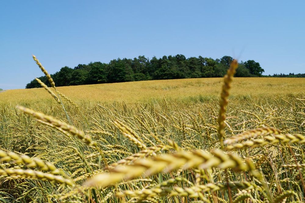 Grünkern kurz vor der Ernte im Juli